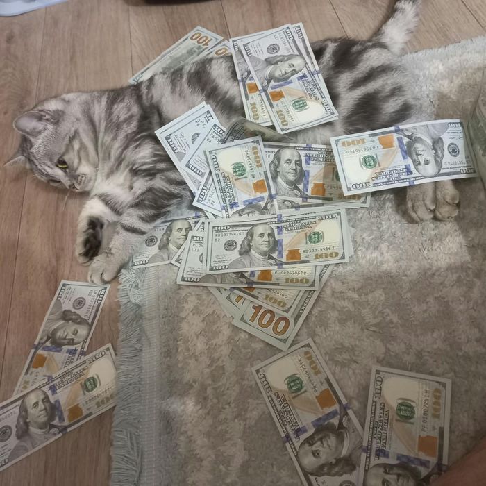 Британский кот домашний ухожений