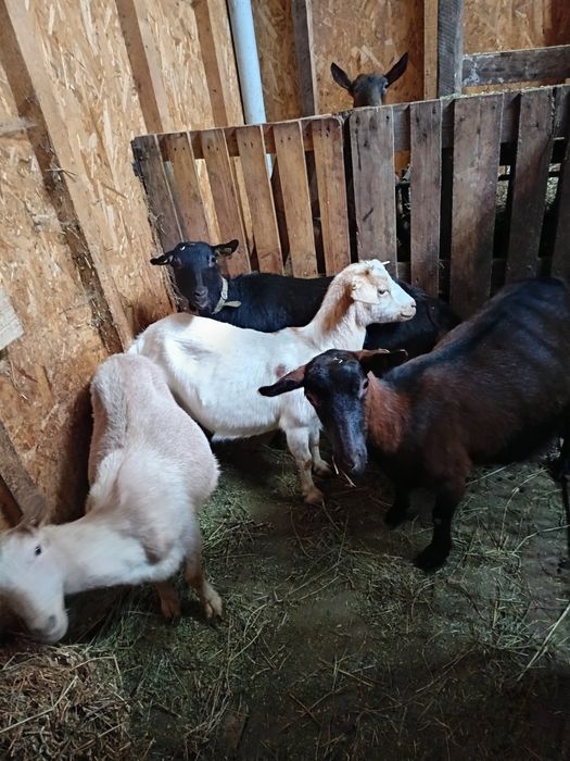 Capre gestante de vânzare