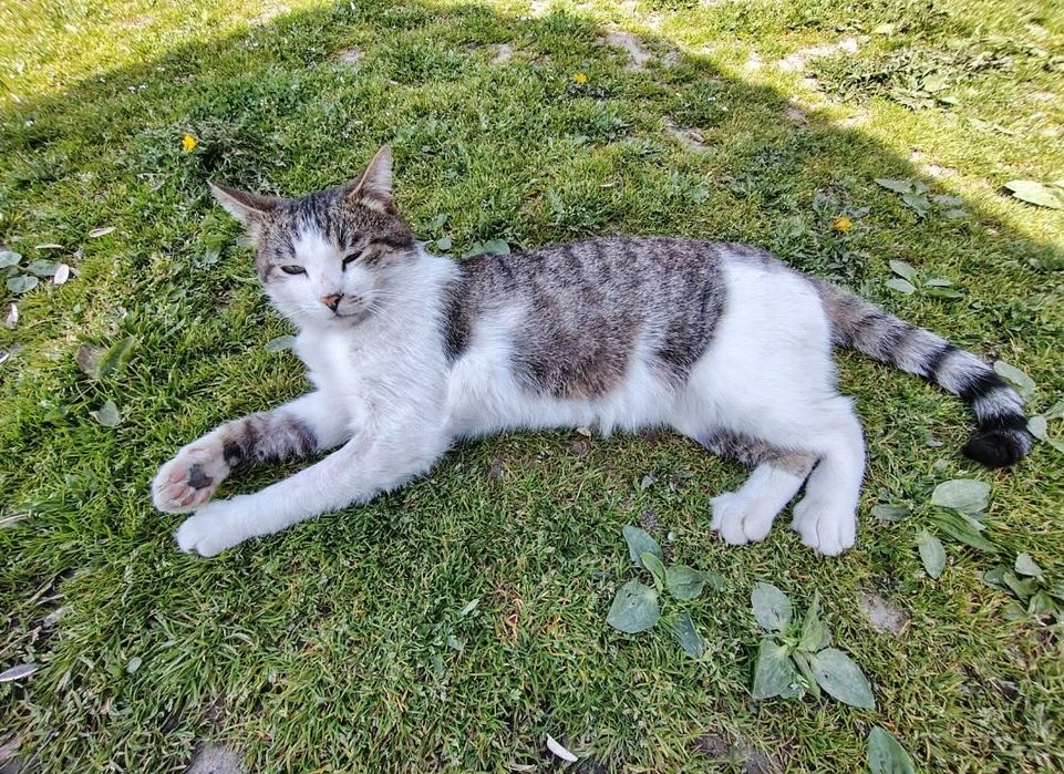 Ofer pisic spre adopție