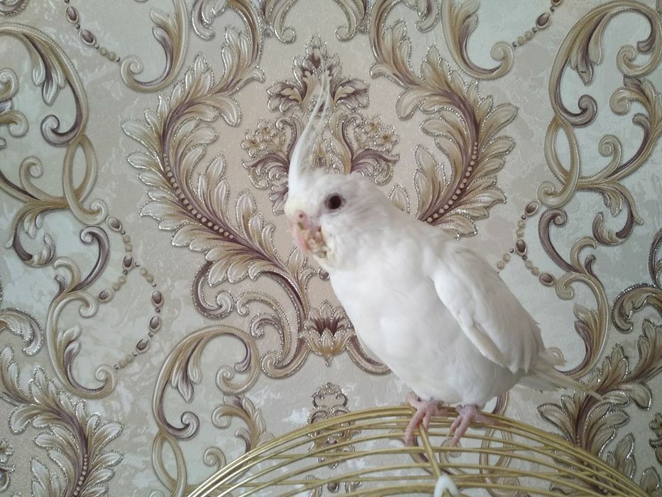 Папугай ручной дубайский