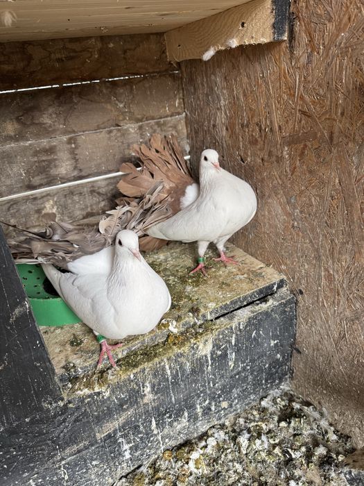 Vand Porumbei voltati