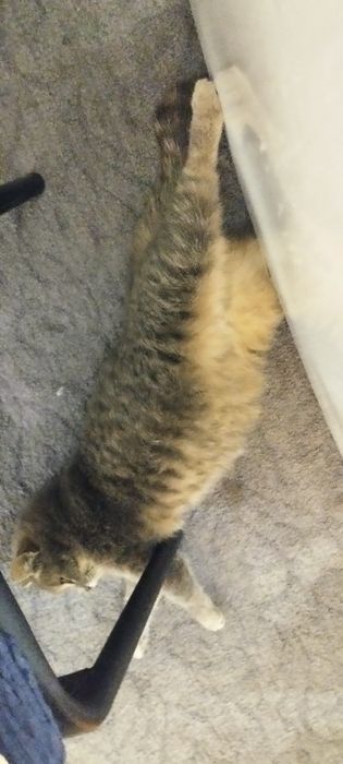 Отдам кошку девочка 7 месяцев