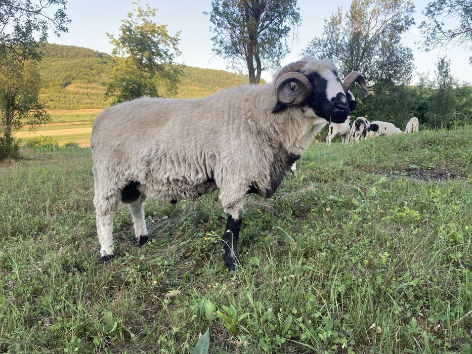 Isi cauta casa noua berbeci si oi breze
