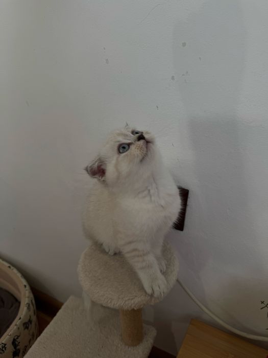 Шотландска клепоуха котка - мъжка