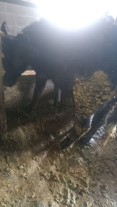 Продам телок и бычка