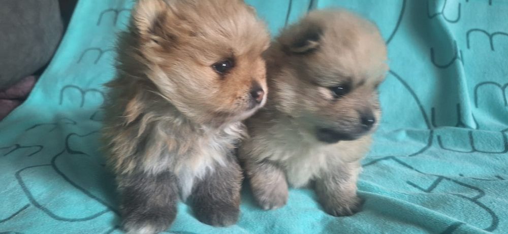 Очаровательные щенки шпица.