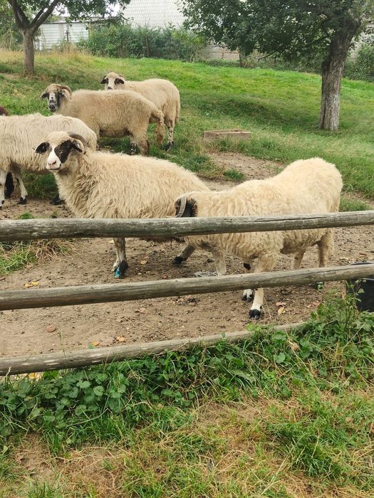 Vând 3 berbecuți brezi de prăsilă