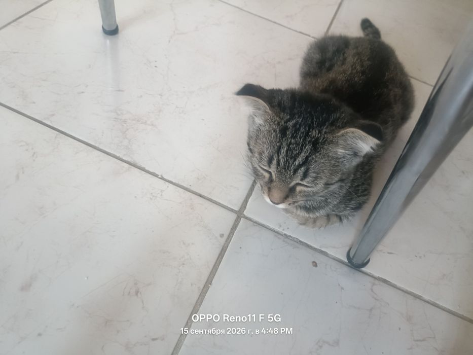 Веслаухи кот на продаже