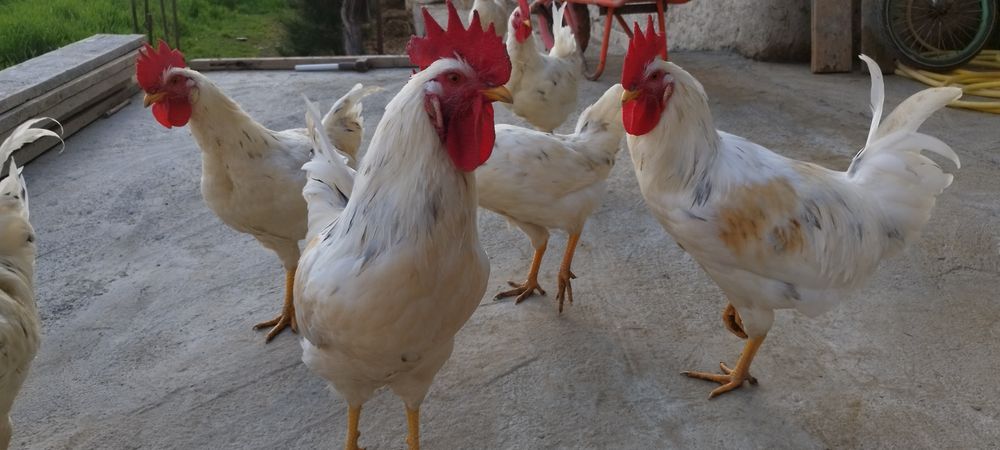 Хурозлар сотилади