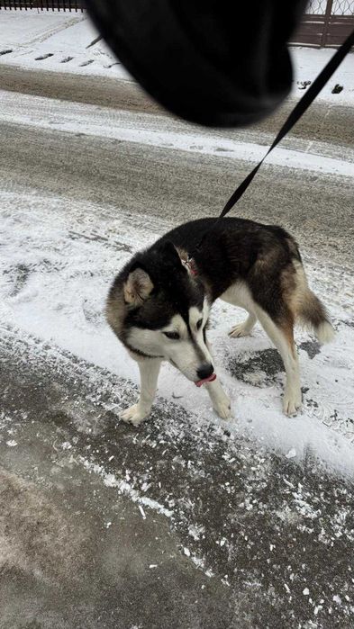 Adoptie responsabila Husky, 4 ani