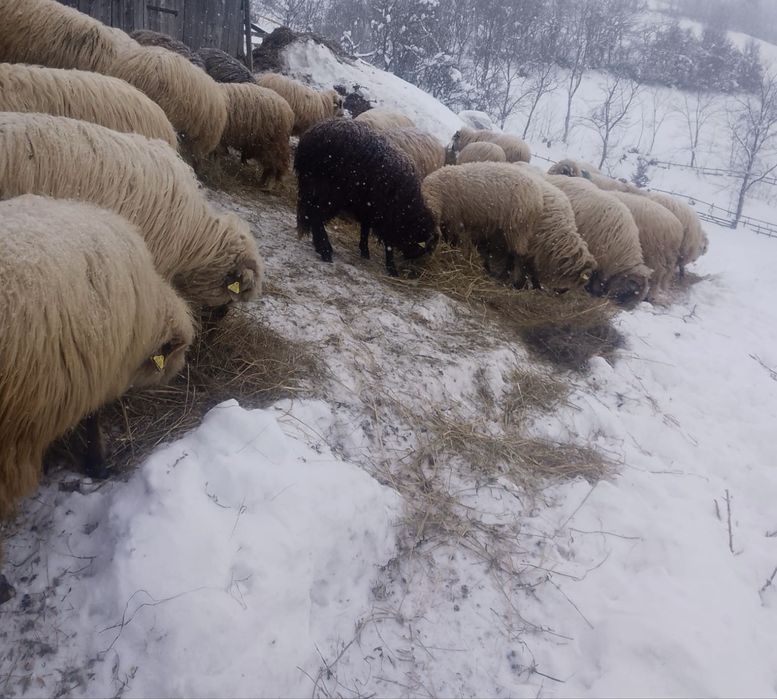 oi turcana de vanzare