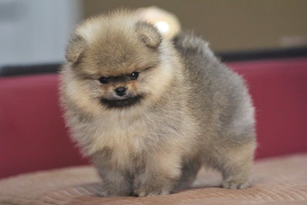 Шикарный мальчик померанского шпица