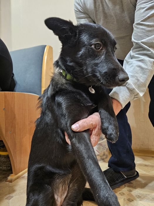 Найдена собака (щенок)