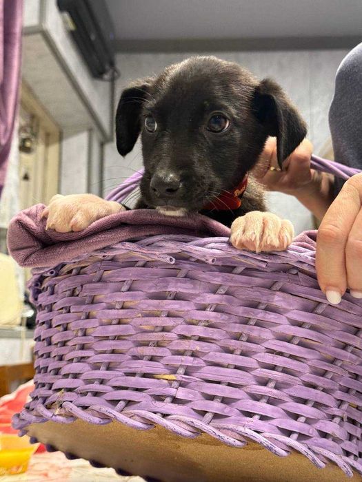 Щеночки в добрые руки породистые