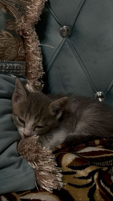 Очень ласковый котик-мальчик в добрые руки