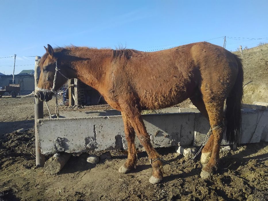 3 жасар айғыр сатылады, жылқы