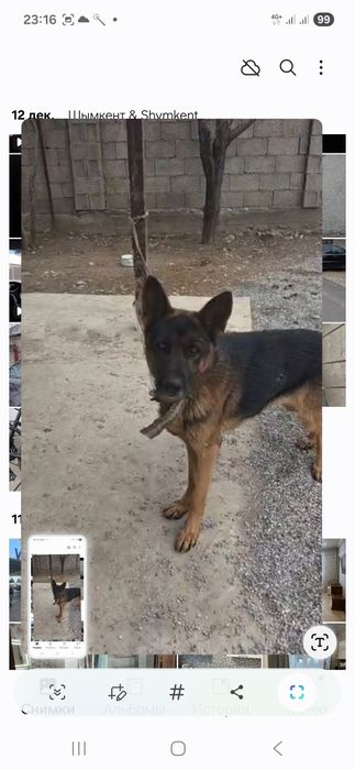 Немецкий овчарка