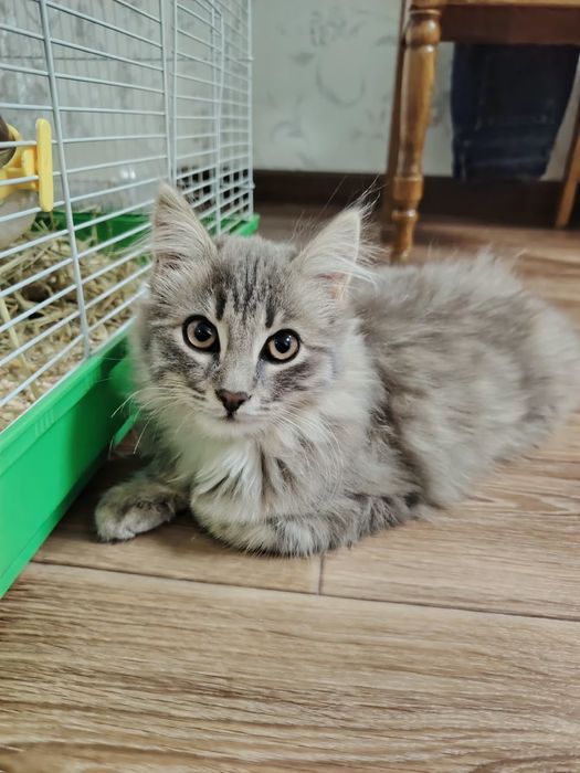 Отдам кошечкк в добрые руки... 4 месяца