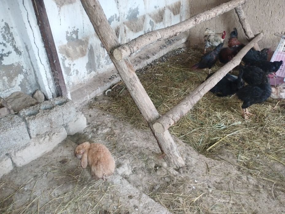 Куён барашка сотилади