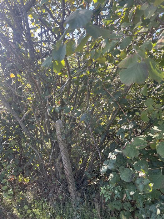 Продава се Парцел в Варна, Базар Левски - 347 кв.м за 41 €/кв.м - Снимка #3