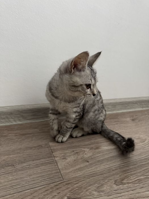 Продаю шотландскую кошку, 3 месяца