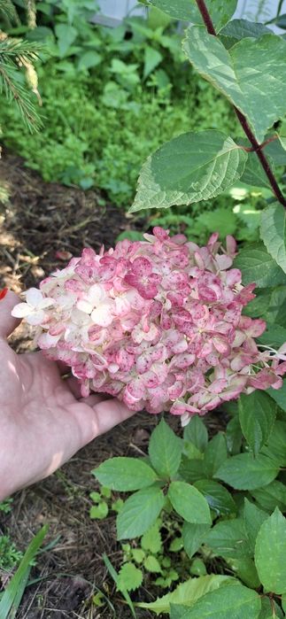 Продам дачу СО Горизонт