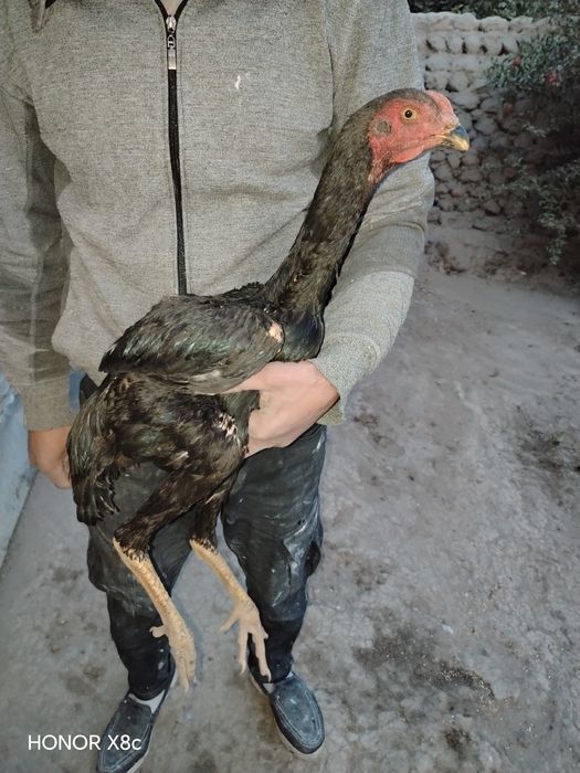 Aprel jujalar sotiladi