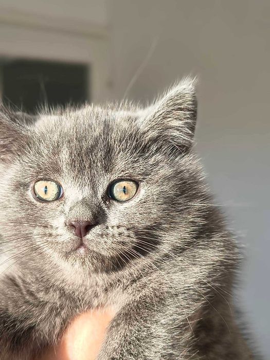 котета Британска късокосместа