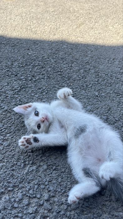 Отдам котенка в добрые руки