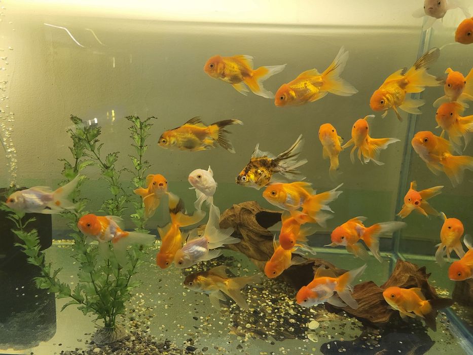 Продам золотых рыбок