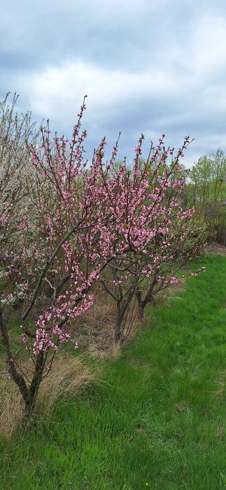 OAZA DE LINISTE SI NATURA! Casuta de Vacanta si Livada in Birnova (1700 mp intravilan - persoana fizica)