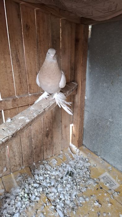 Голуби, көгершін.