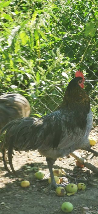 Vând cocoși Australorp.