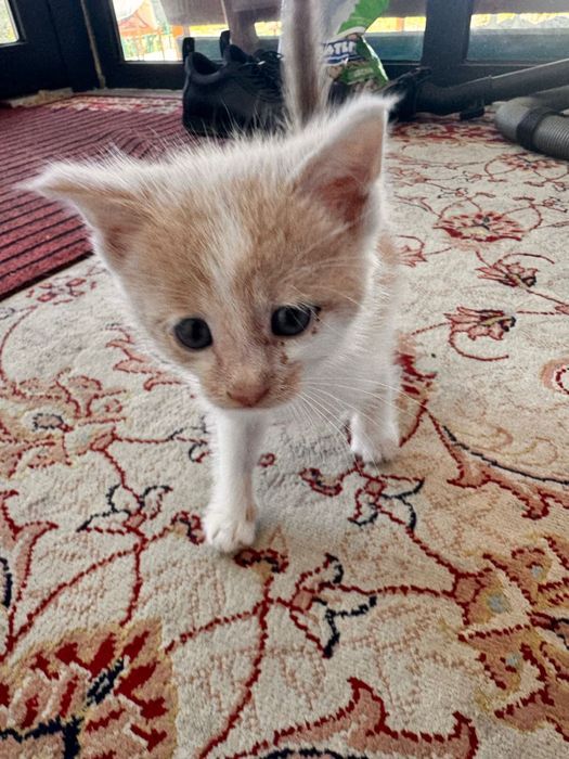 Отдам котенка в добрые руки