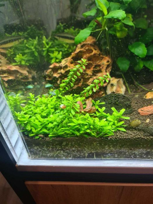 Хедиотис зальцмана