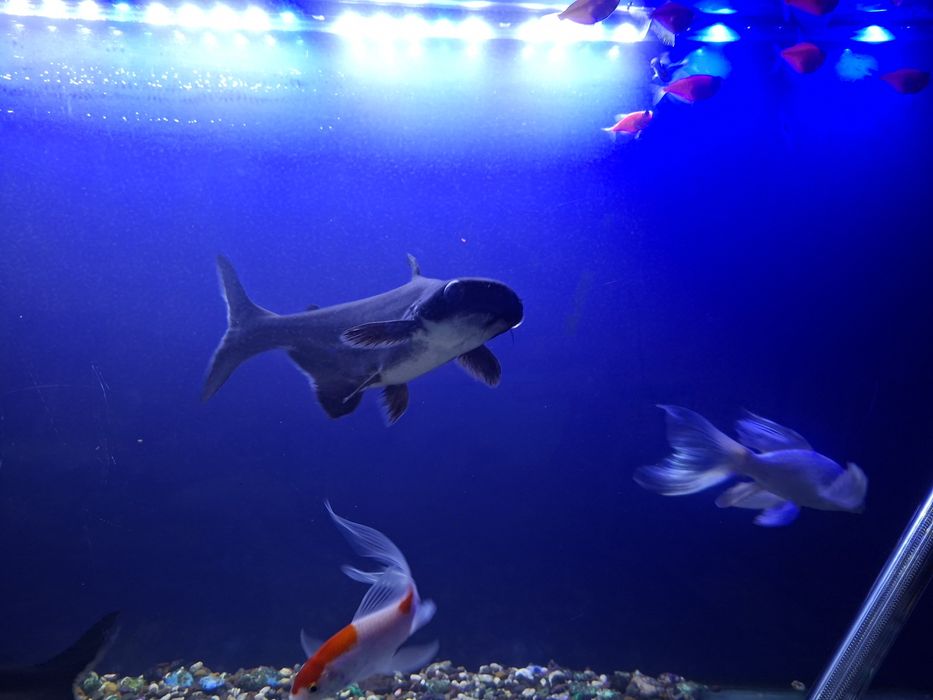 Акула понгасиюсь