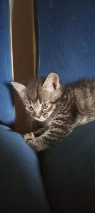 Отдам котят в хорошие руки