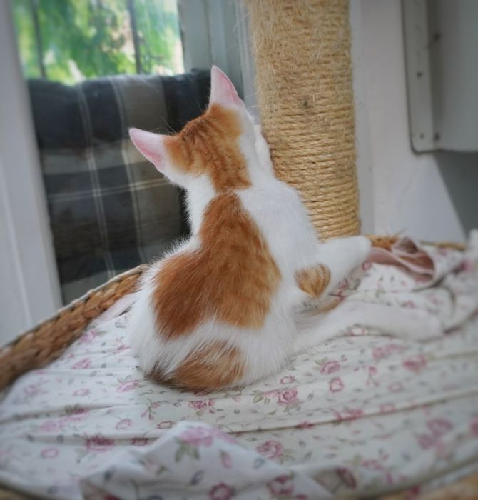 Pisicul Brain o să-ți însenineze viața dacă îl adopți