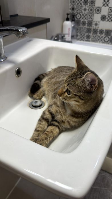 Отдам в добрые руки кота