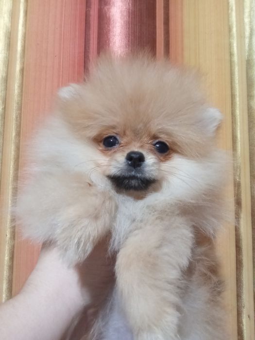 Щенки шпица мини