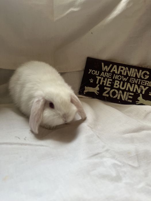 Iepurași Holland Lop  și Rex pitic ! Citiți descrierea anunțului