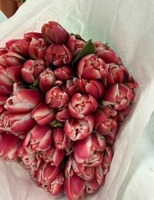 Тюльпаны голландский