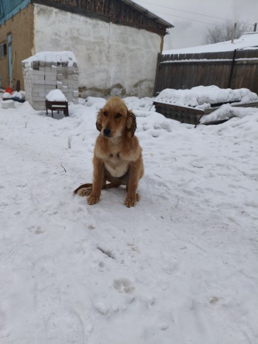 Сабака породы Тазы