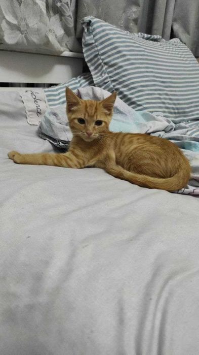 Котёнок почти 3 месяца