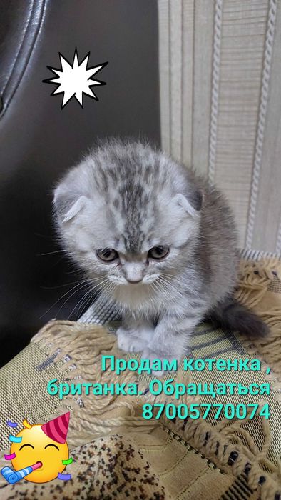 Пролам котенка, порода британка