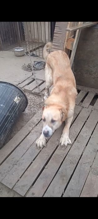 Алабай в добрые руки