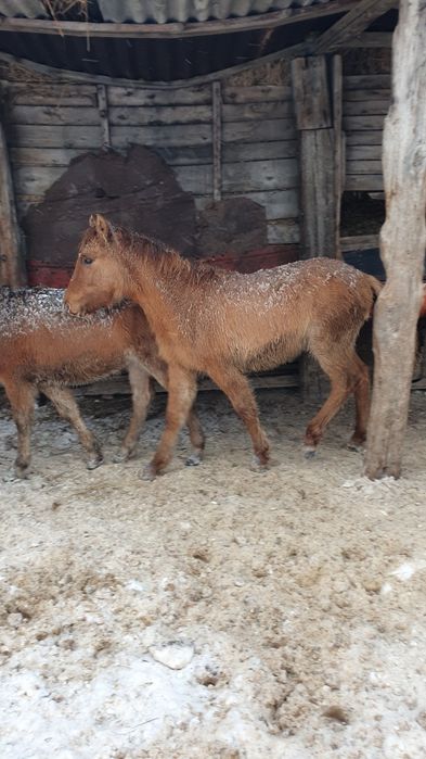 Жеребят Жабағы  сатылады