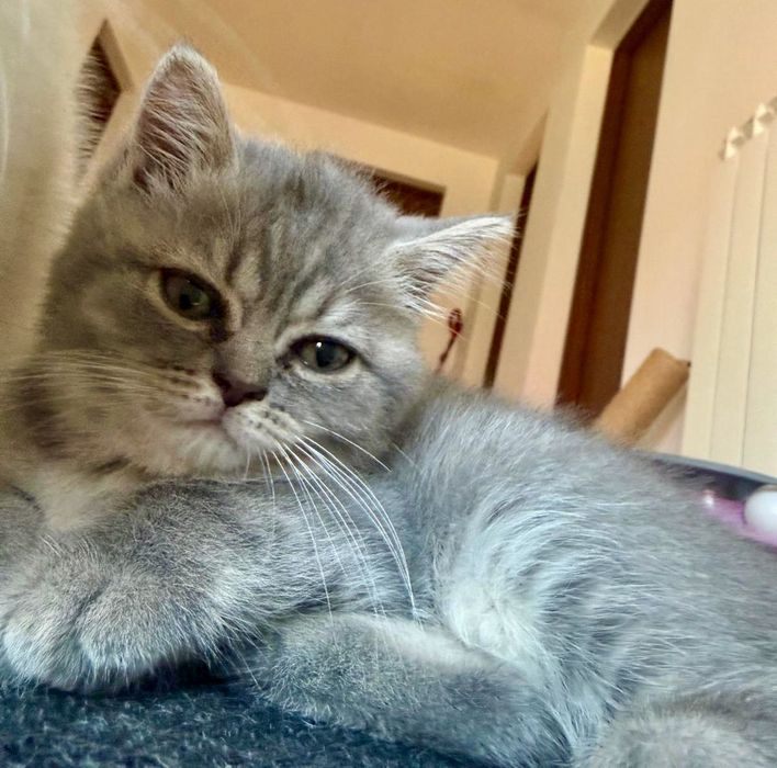 Pui British Shorthair – Mascul și Femelă (3 luni, Vaccinați, Educați)