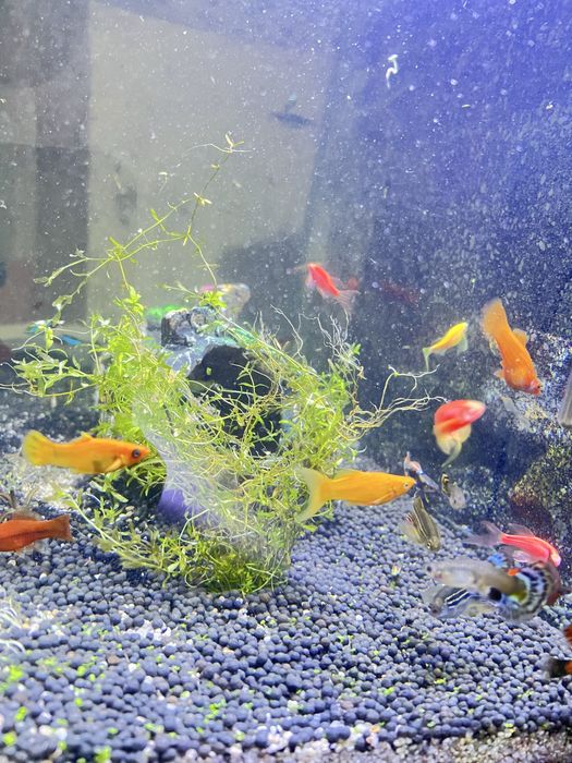 чорнийе Малинези гуппи и други