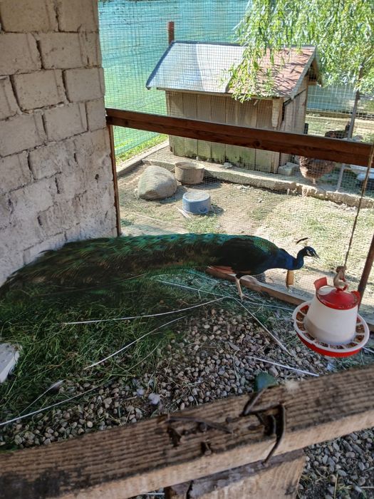 Vând păuni maturi si pui